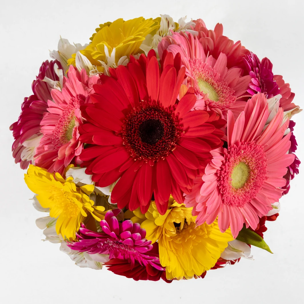 Gerberas coloridas en ramo 25909