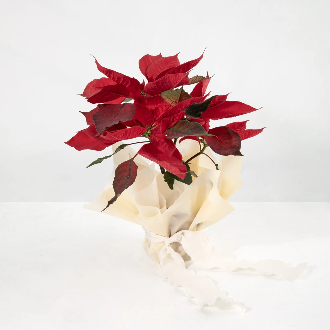 Mini Nochebuena 25938