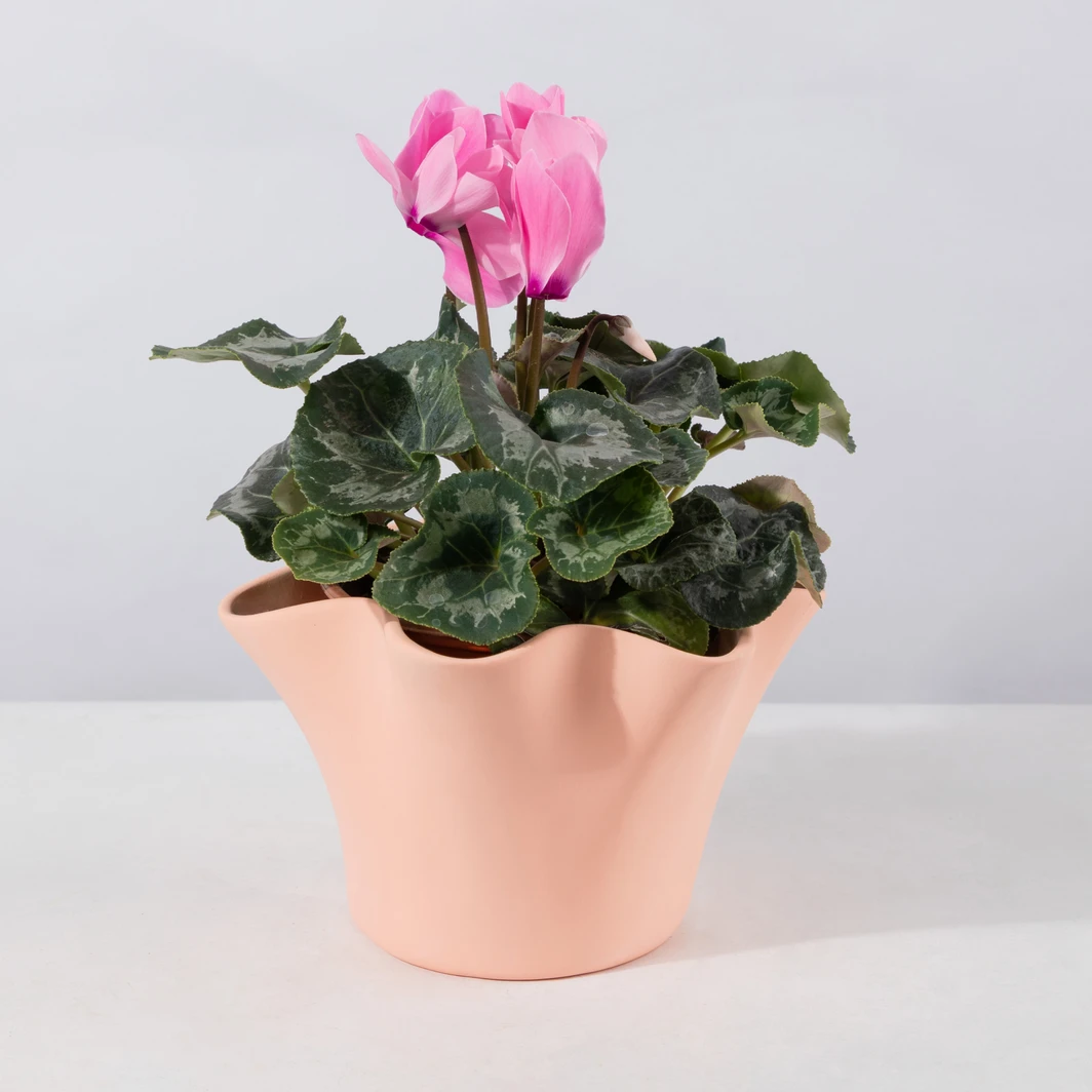 Planta de la Ternura en Maceta Cerámica 25964