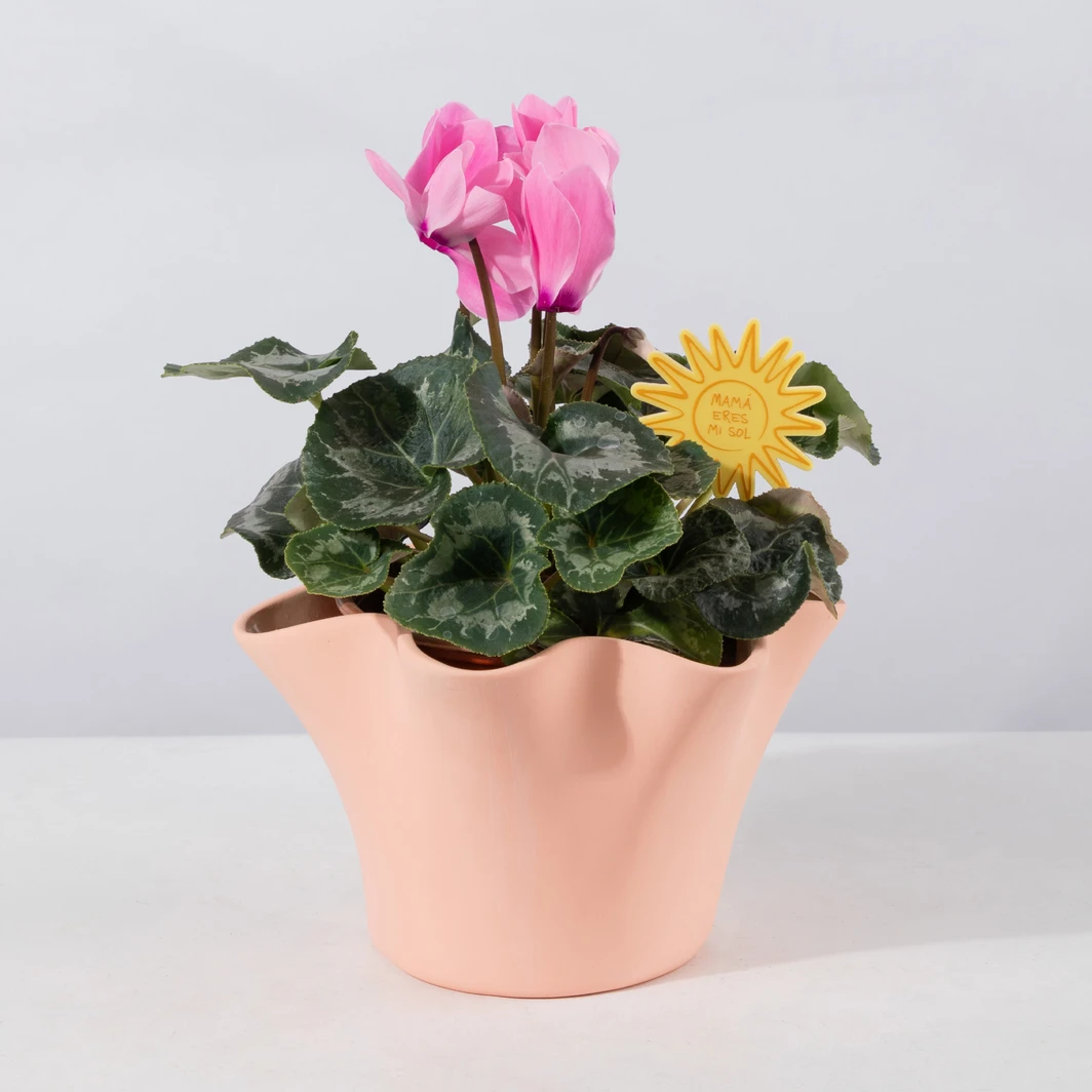 Planta de la Ternura en Maceta Cerámica 25964