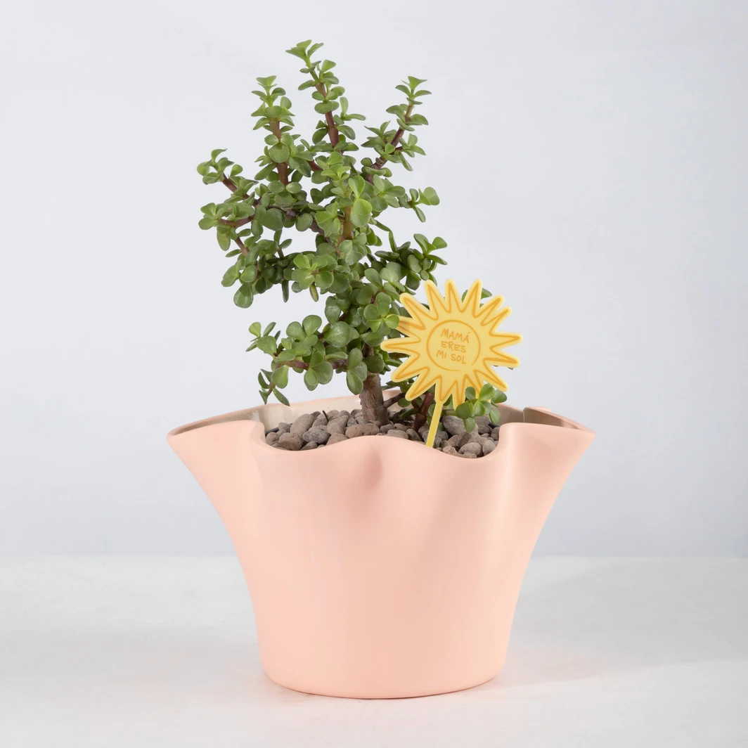 Árbol de la Abundancia en Maceta Cerámica 25966