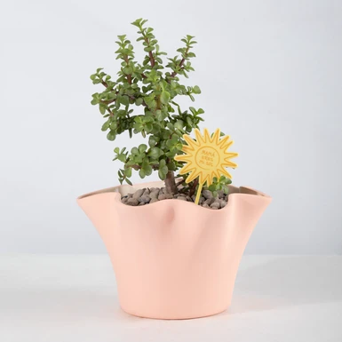 Tree of Abundance in a Ceramic Pot 25966