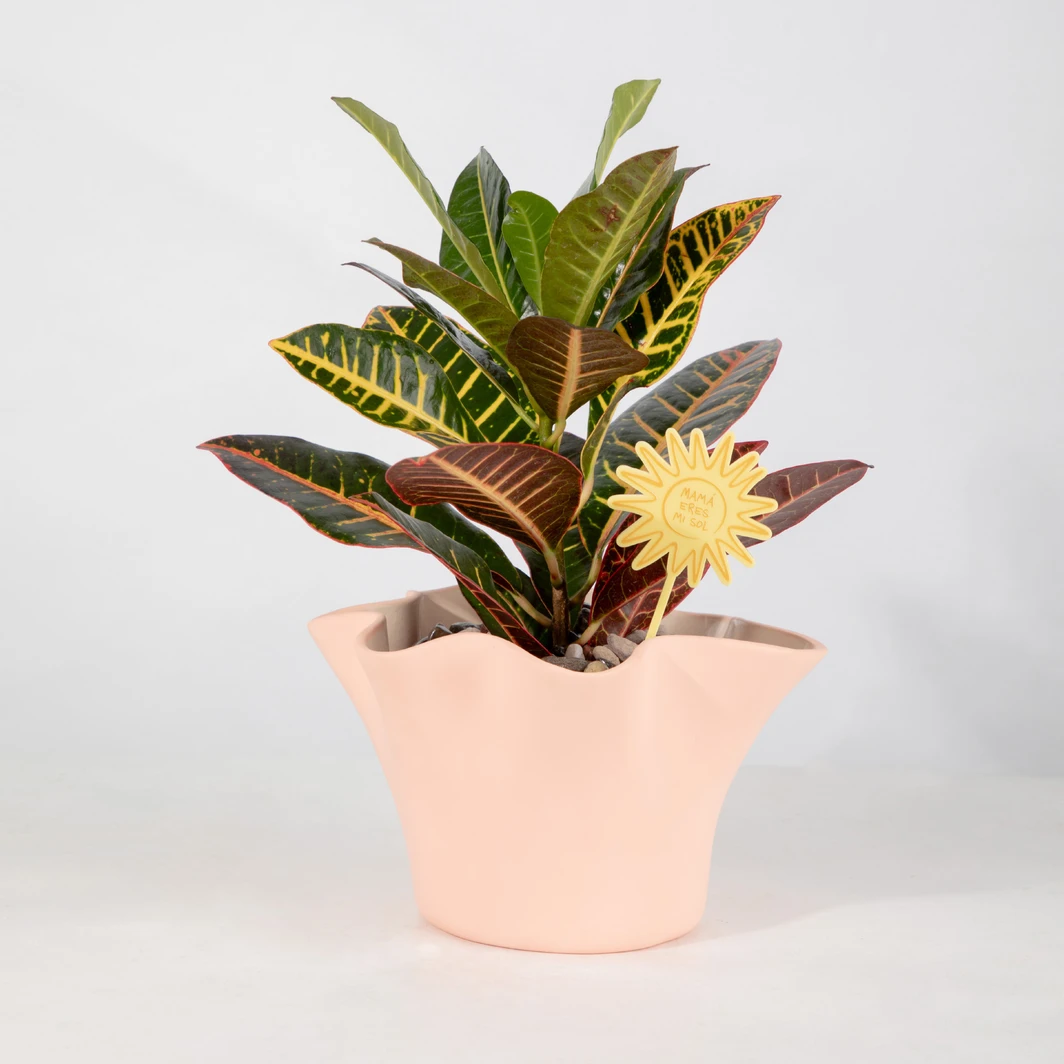 Planta de la Buena Energía en Maceta Cerámica 25967