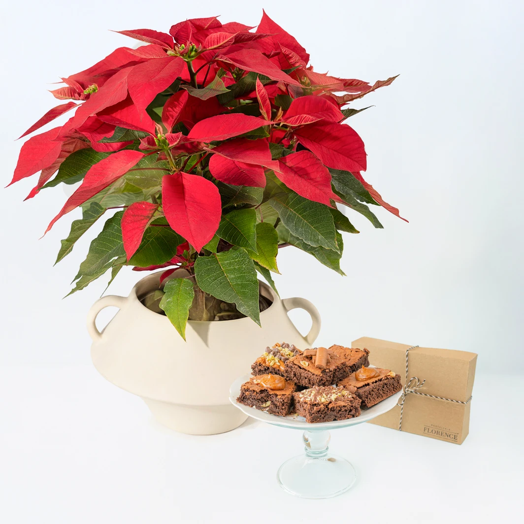 Brownies Florence y Nochebuena 25969