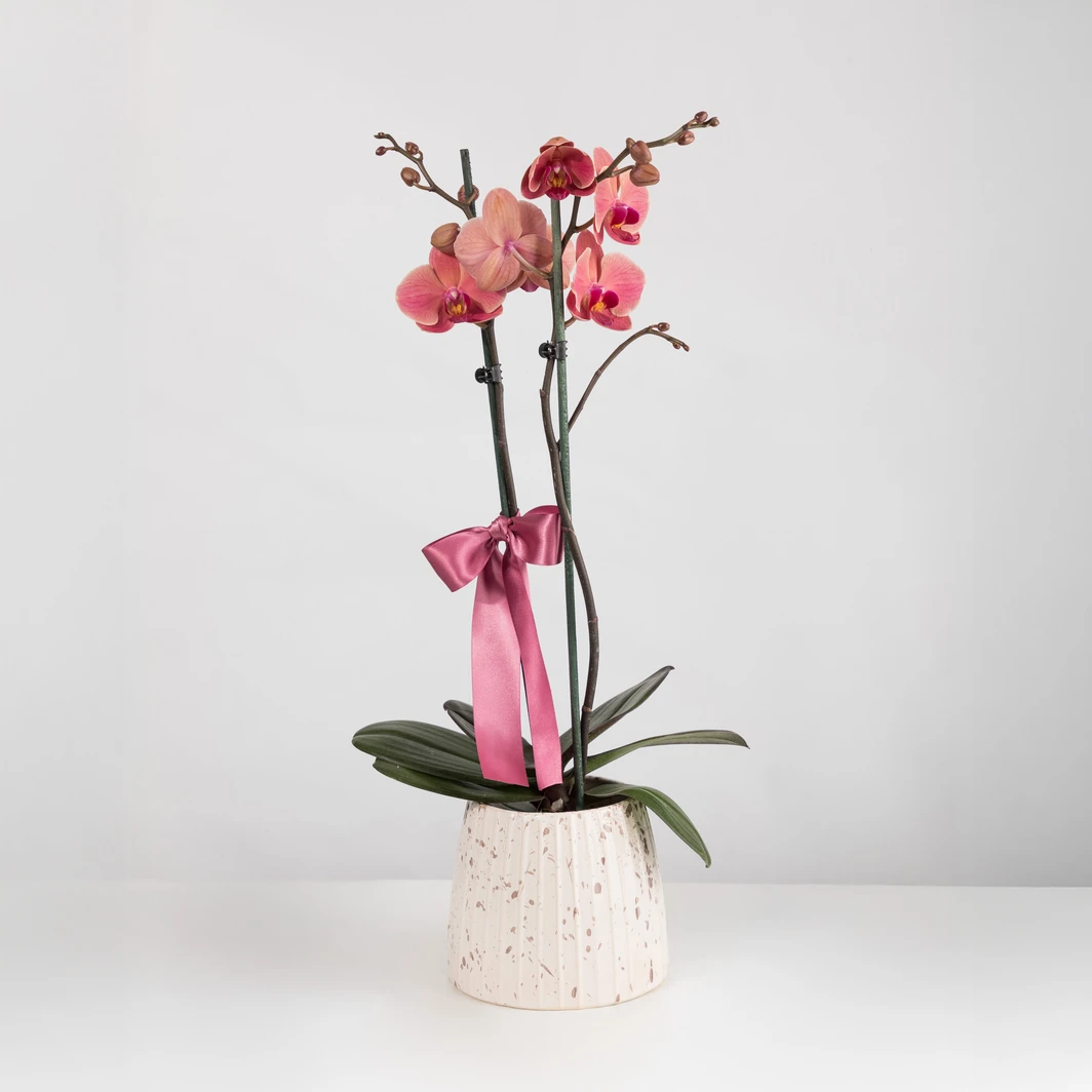 Orquídea Salmón en Base Blanca 25990