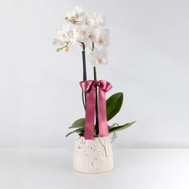 Orquídea Blanca en Base Blanca 25991