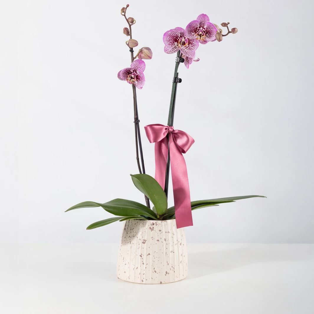 Orquídea Morada en Base Blanca 25992