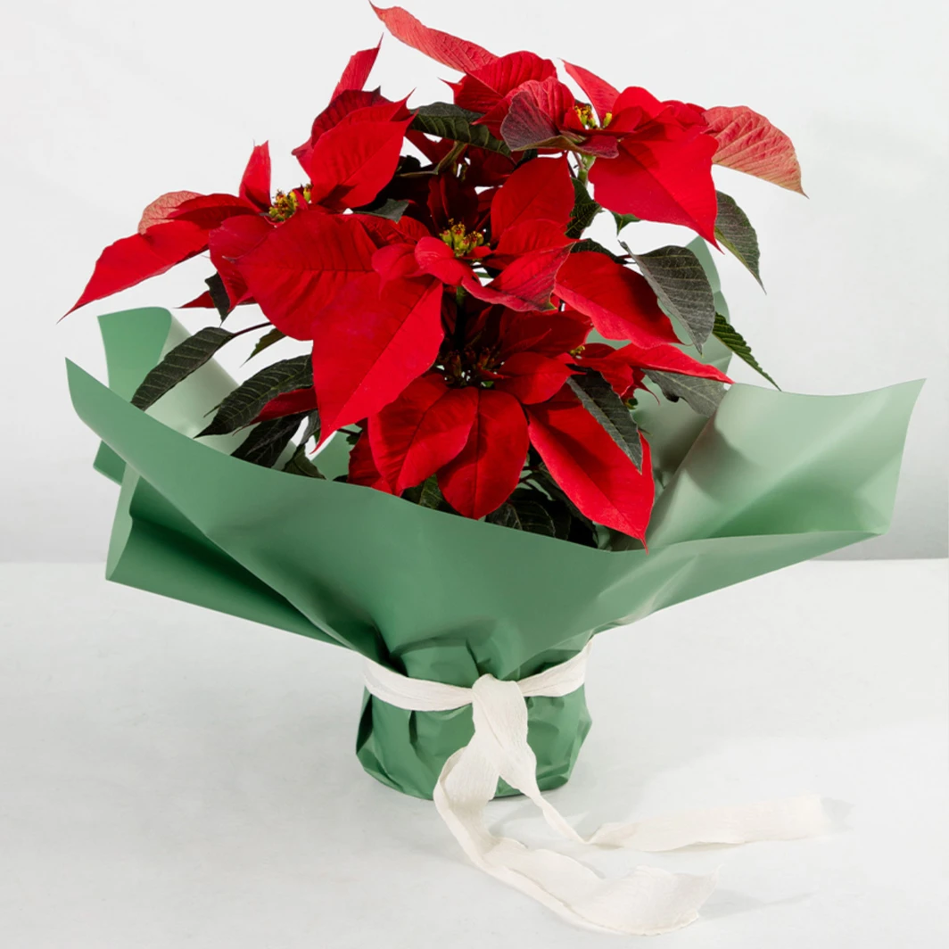 Red Poinsettia plant 25993