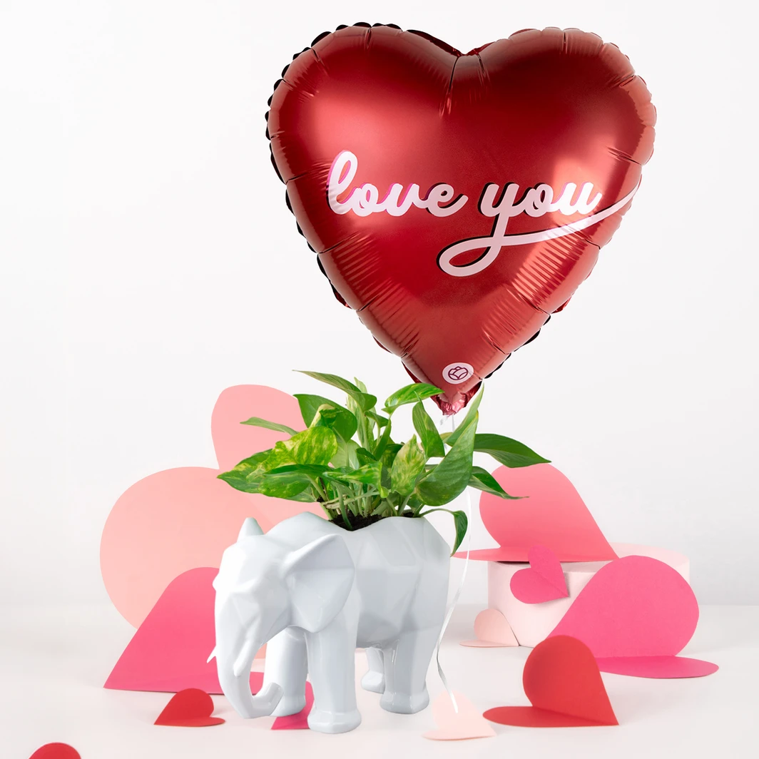Planta de la Fortaleza en Maceta de Elefante y Globo "Love You" 26334