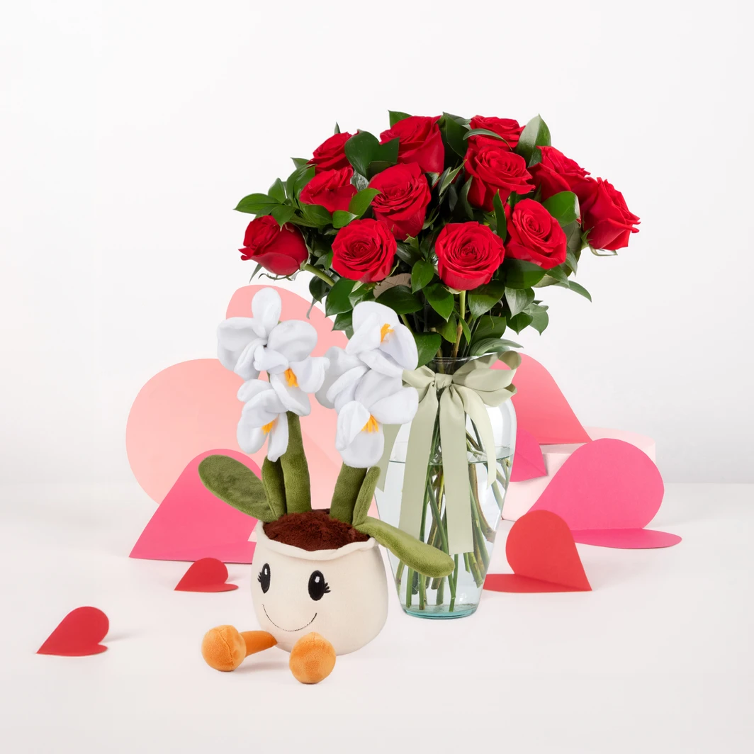 12 rosas rojas con Peluche Mini Orquidea  26337