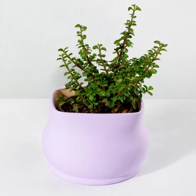 Árbol de la Abundancia en Maceta Lila 26424