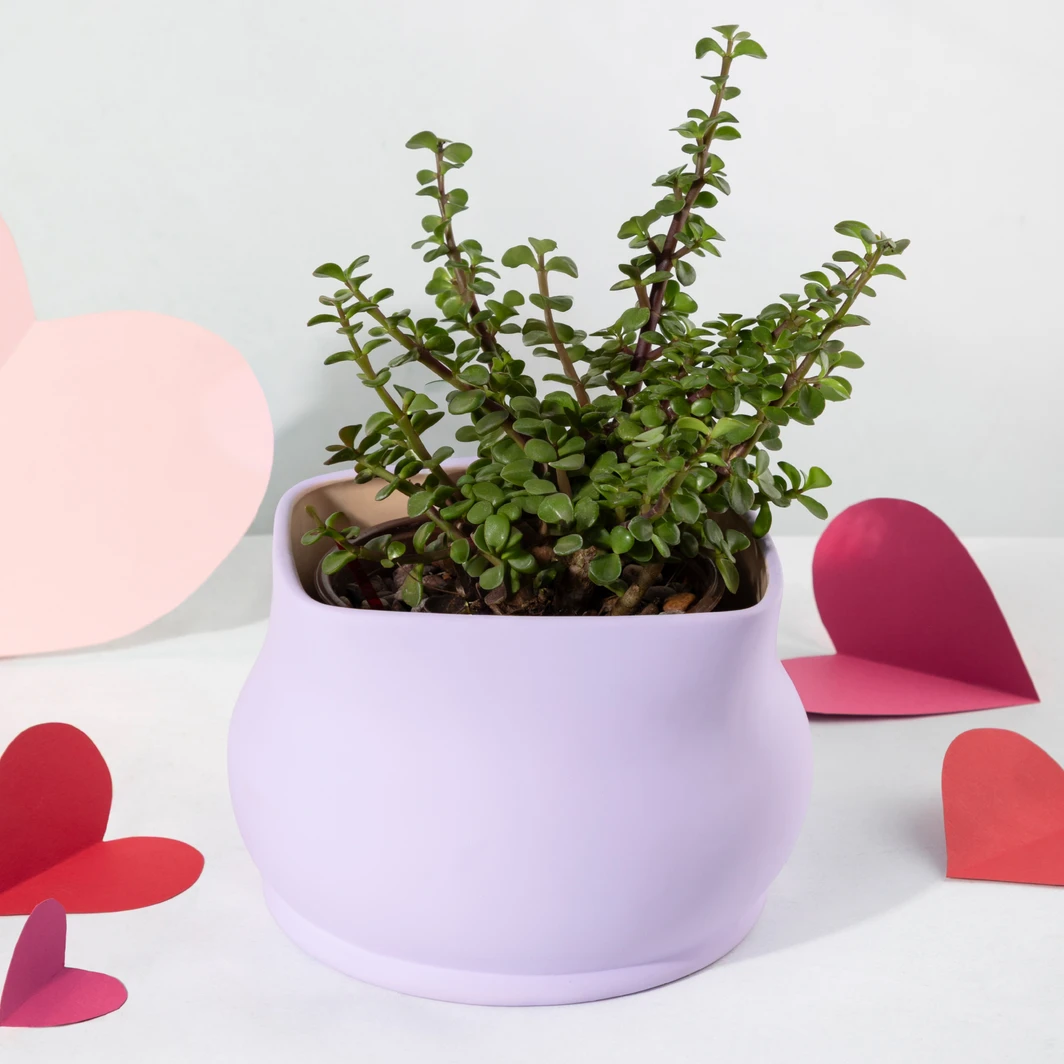 Tree of Abundance in a Ceramic Pot 26424