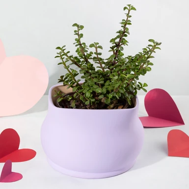 Árbol de la Abundancia en Maceta Lila 26424