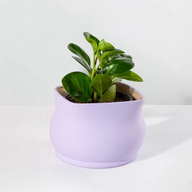 Planta del Éxito en Maceta Lila 26425