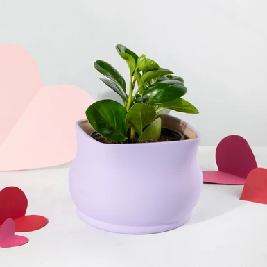 Planta del Éxito en Maceta Lila 26425