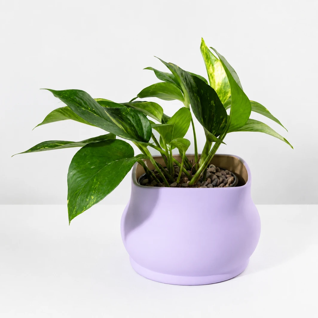 Planta de la Fortaleza en Maceta Lila 26426