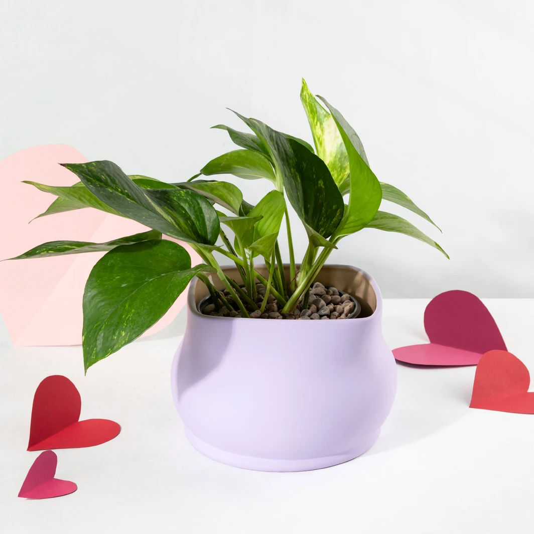 Planta de la Fortaleza en Maceta Lila 26426