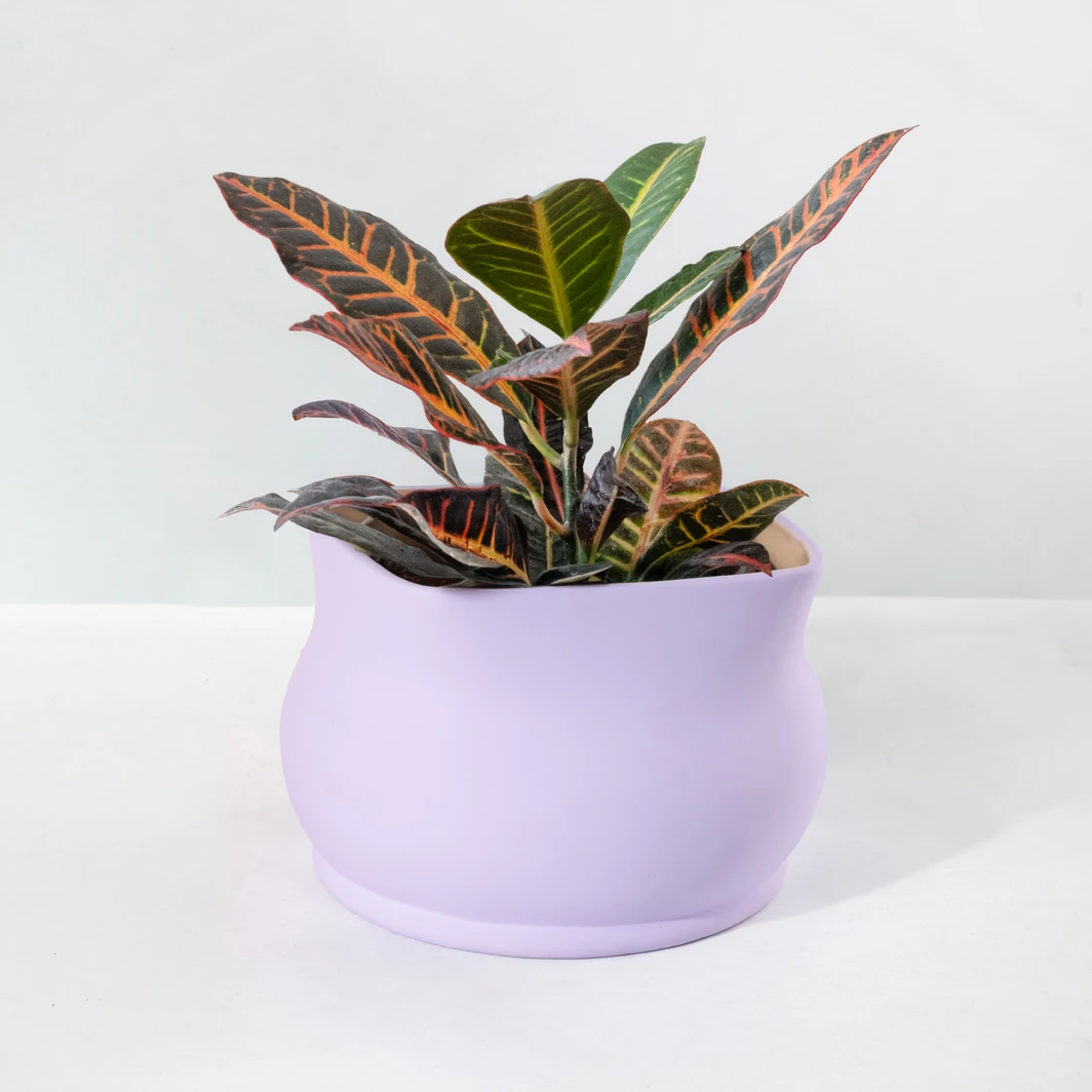 Planta de la Buena Energía en Maceta Lila 26449