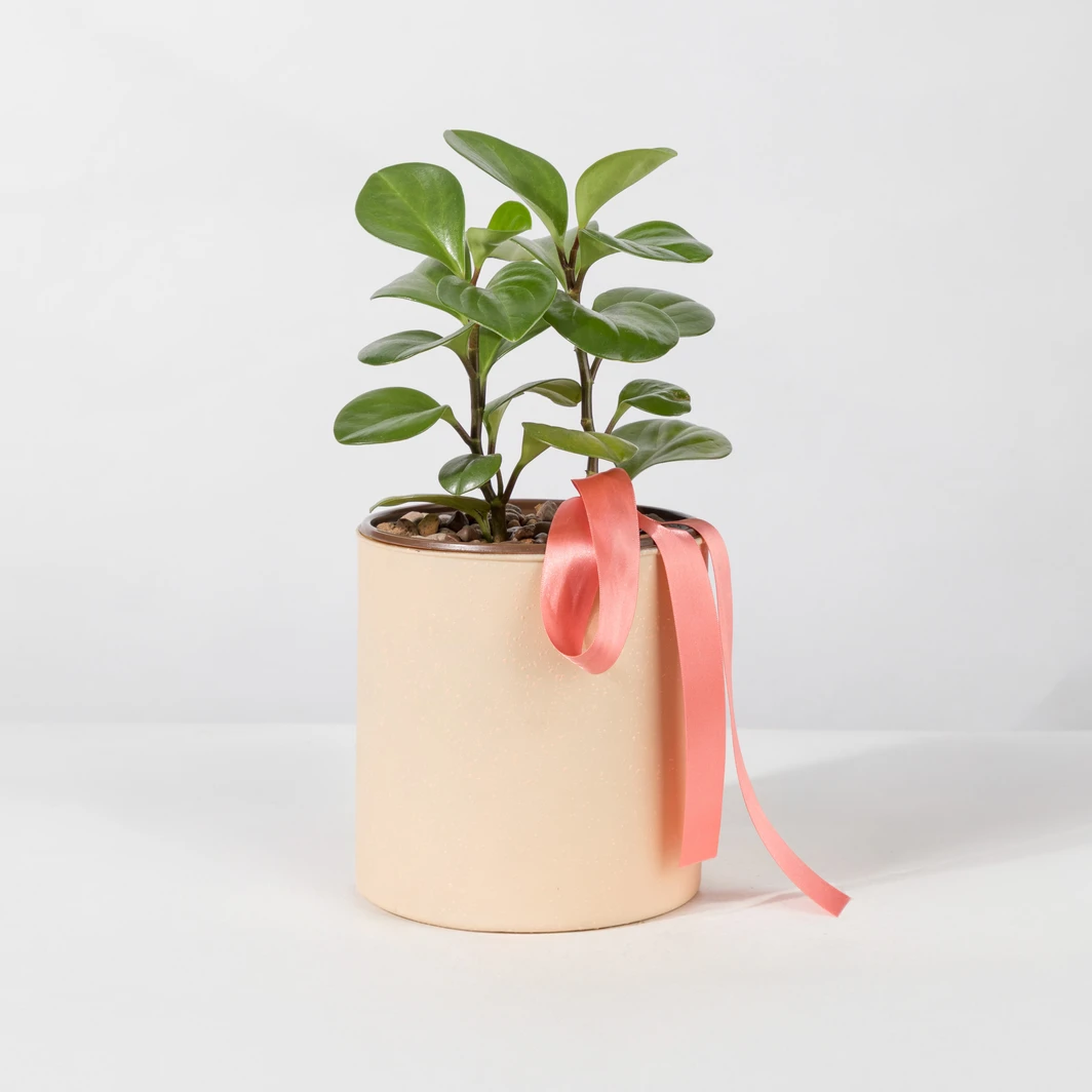 Planta del Exito en Base Beige 26629