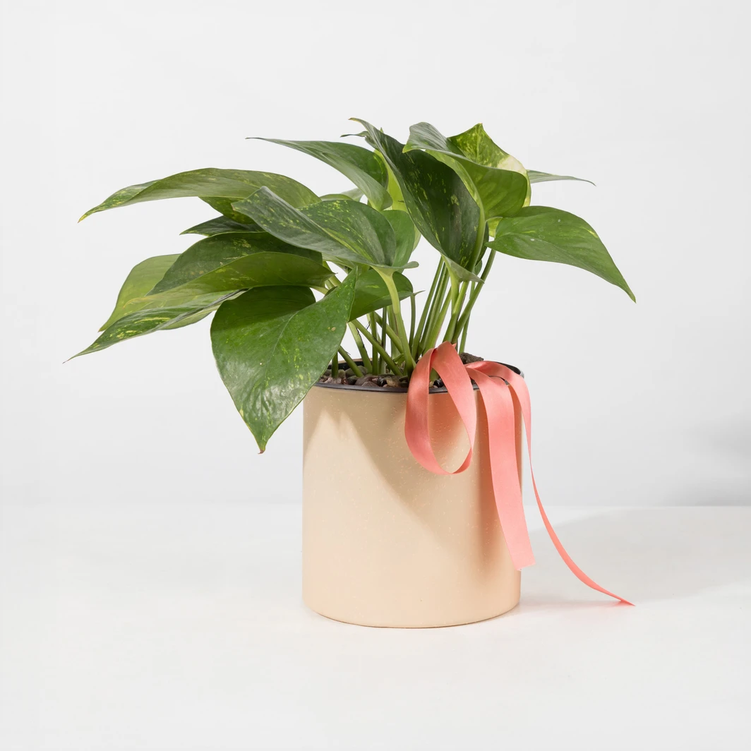 Planta de la Fortaleza en Base Beige 26630