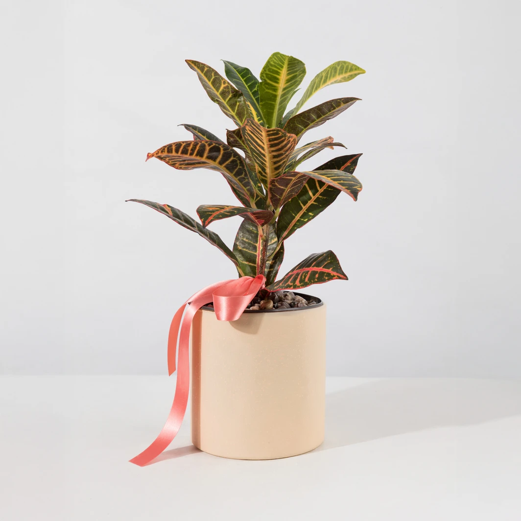 Planta de la Buena Energía en Base Beige 26631