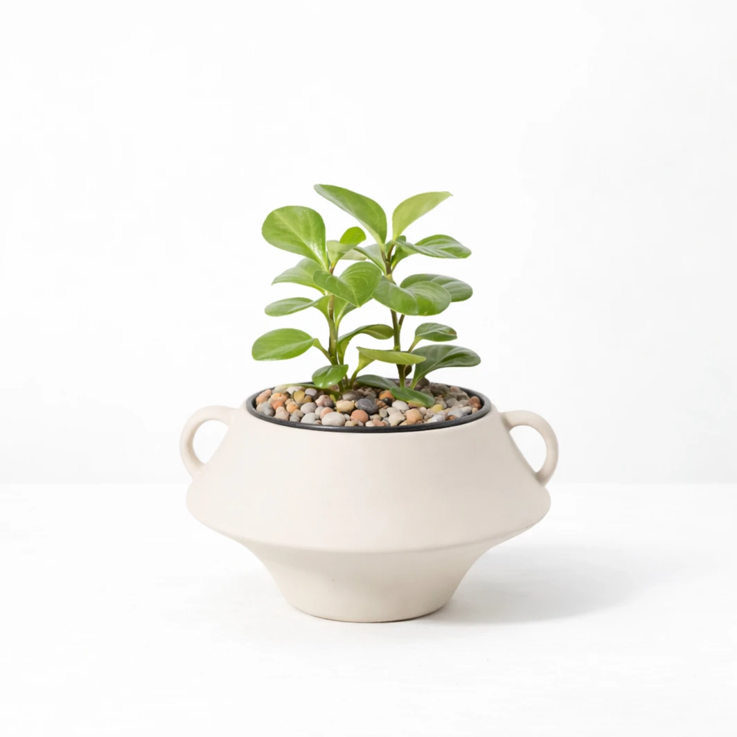 Planta del Exito en Maceta de Ceramica 26635