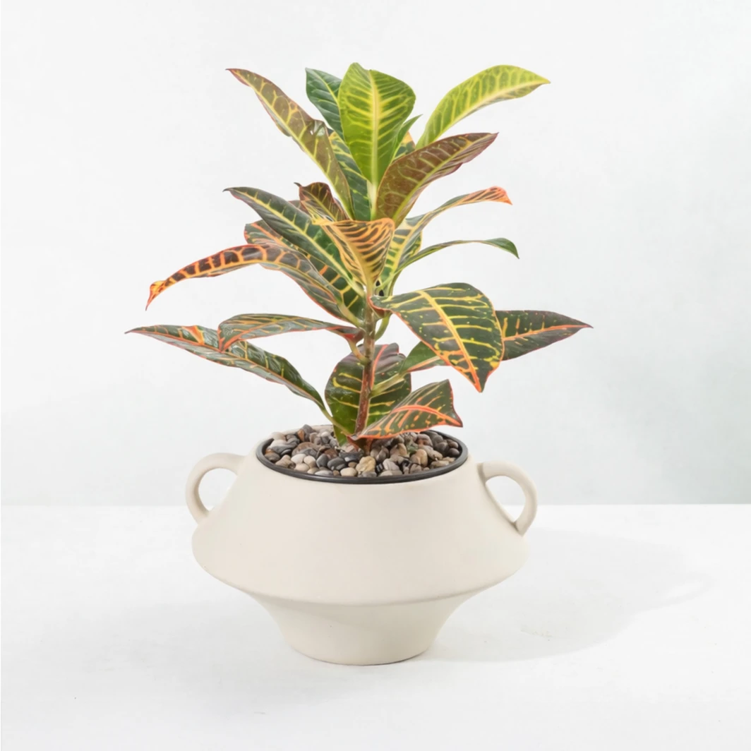 Planta de la Buena Energía en Maceta de Ceramica 26636