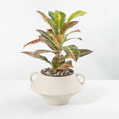 Planta de la Buena Energía en Maceta de Ceramica 26636