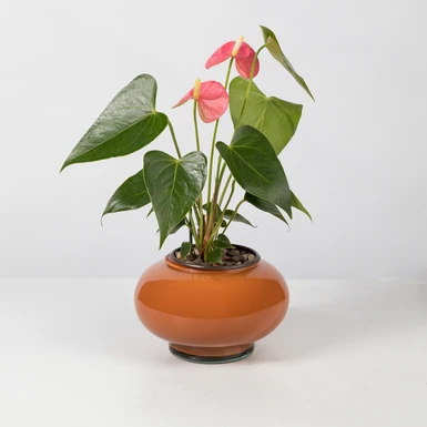 Mini Anturio Rosa en Base de Vidrio 26643