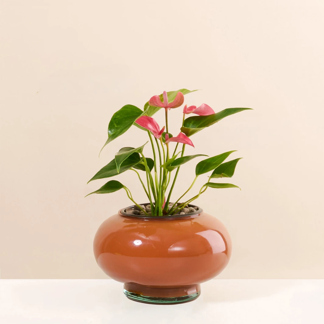 Mini Anturio Rosa en Base de Vidrio Naranja 26643