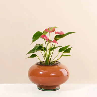 Mini Anturio Rosa en Base de Vidrio Naranja 26643