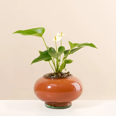 Mini Anturio Blanco en Base de Vidrio Naranja 26644