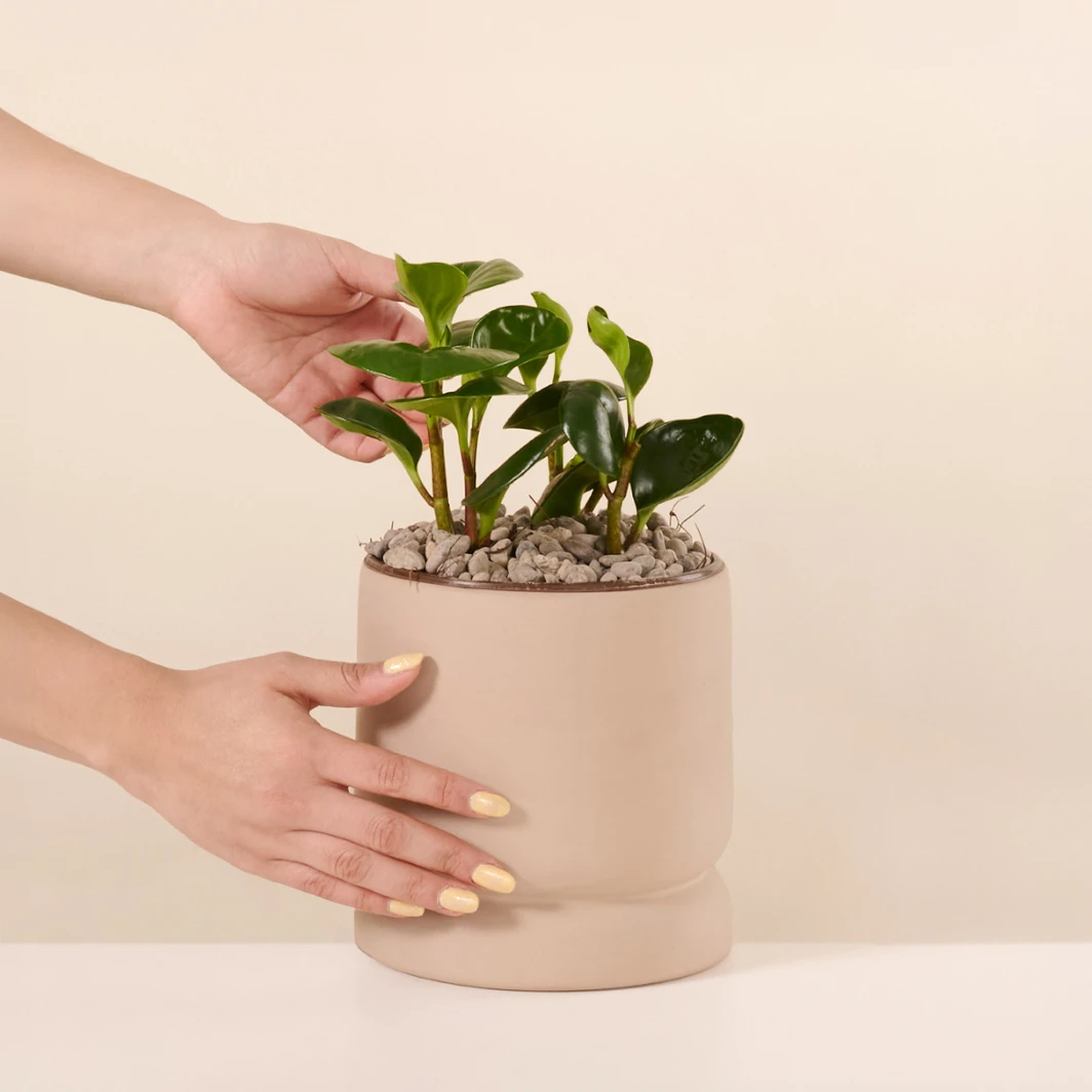 Success Plant in a Brown Base 26785