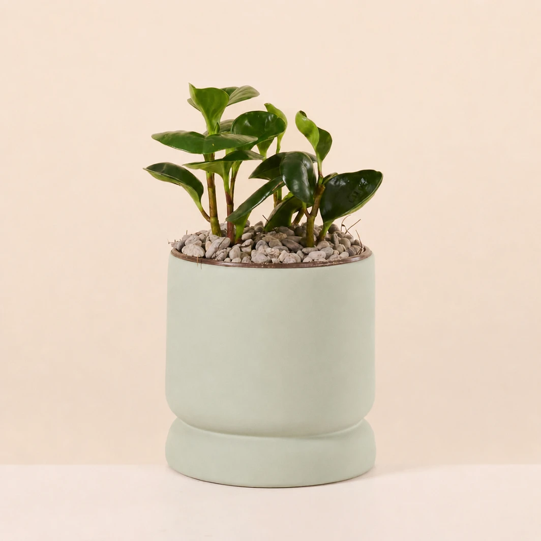 Planta del Exito en Base Verde 26786