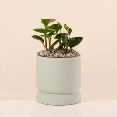 Planta del Exito en Base Verde 26786