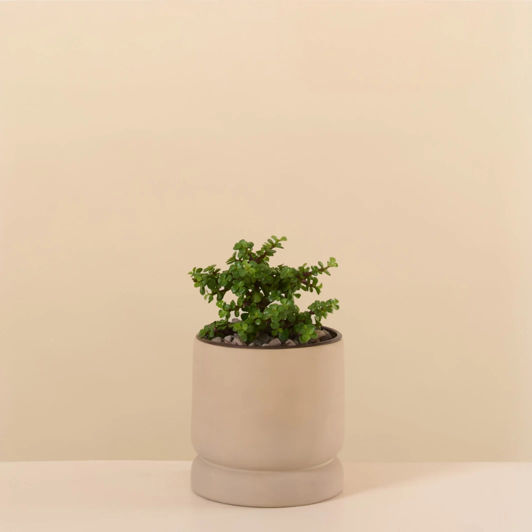 Abundance Plant in a Brown Base 26787