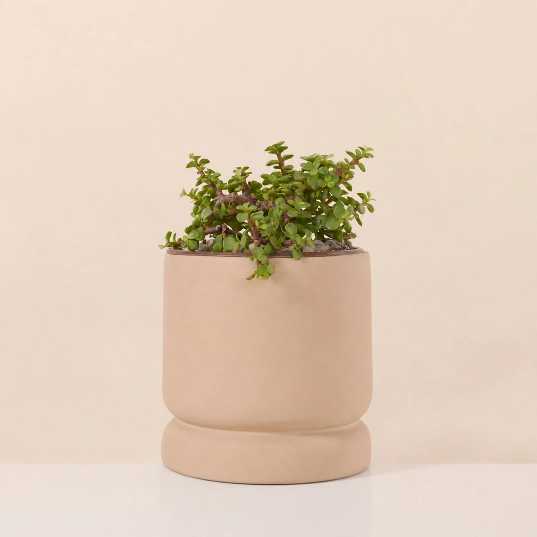 Abundance Plant in a Brown Base 26787