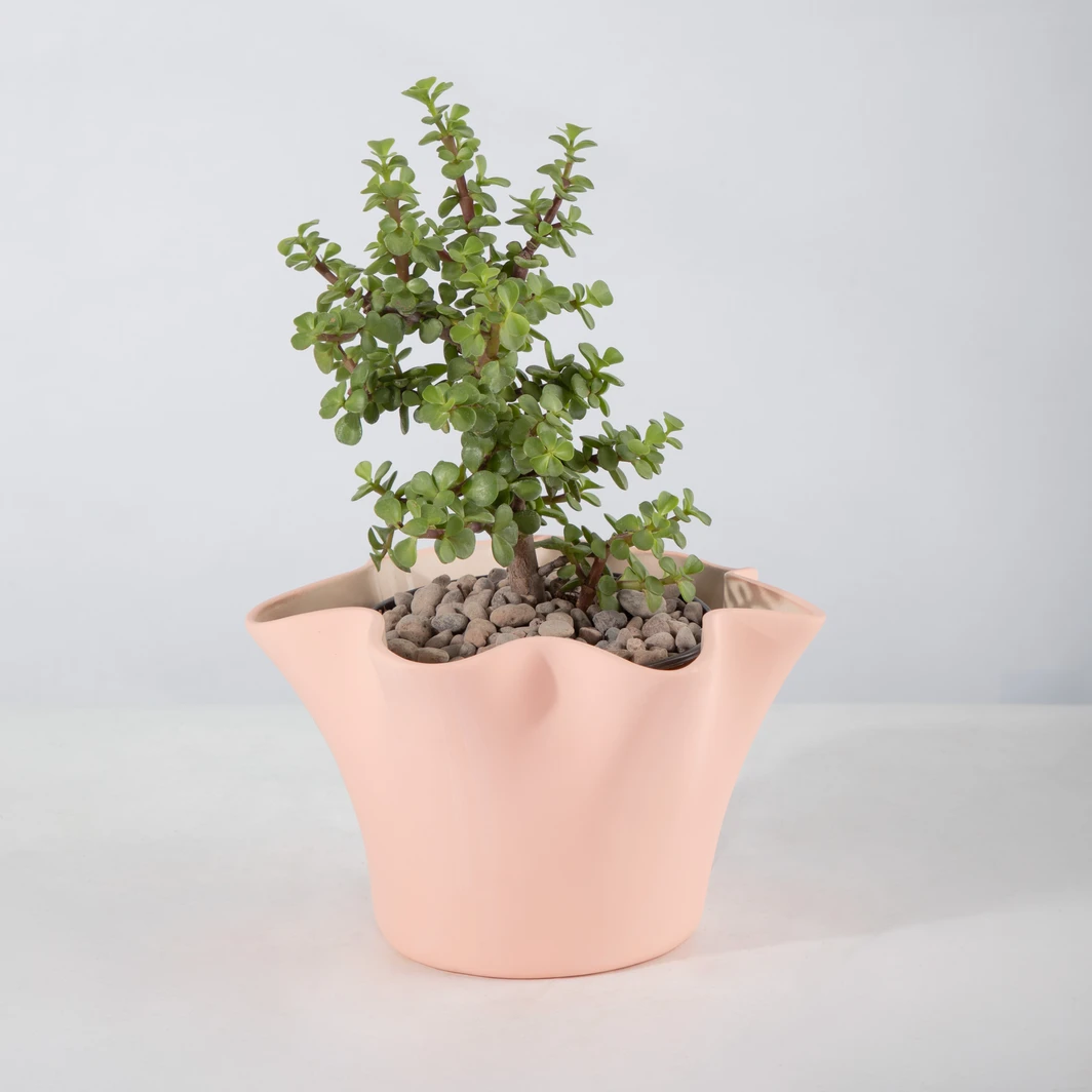 Tree of Abundance in a Ceramic Pot 26826