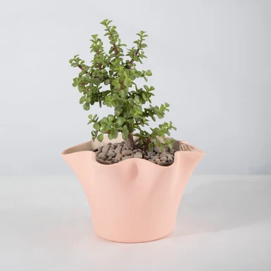 Árbol de la Abundancia en Maceta Cerámica 26826