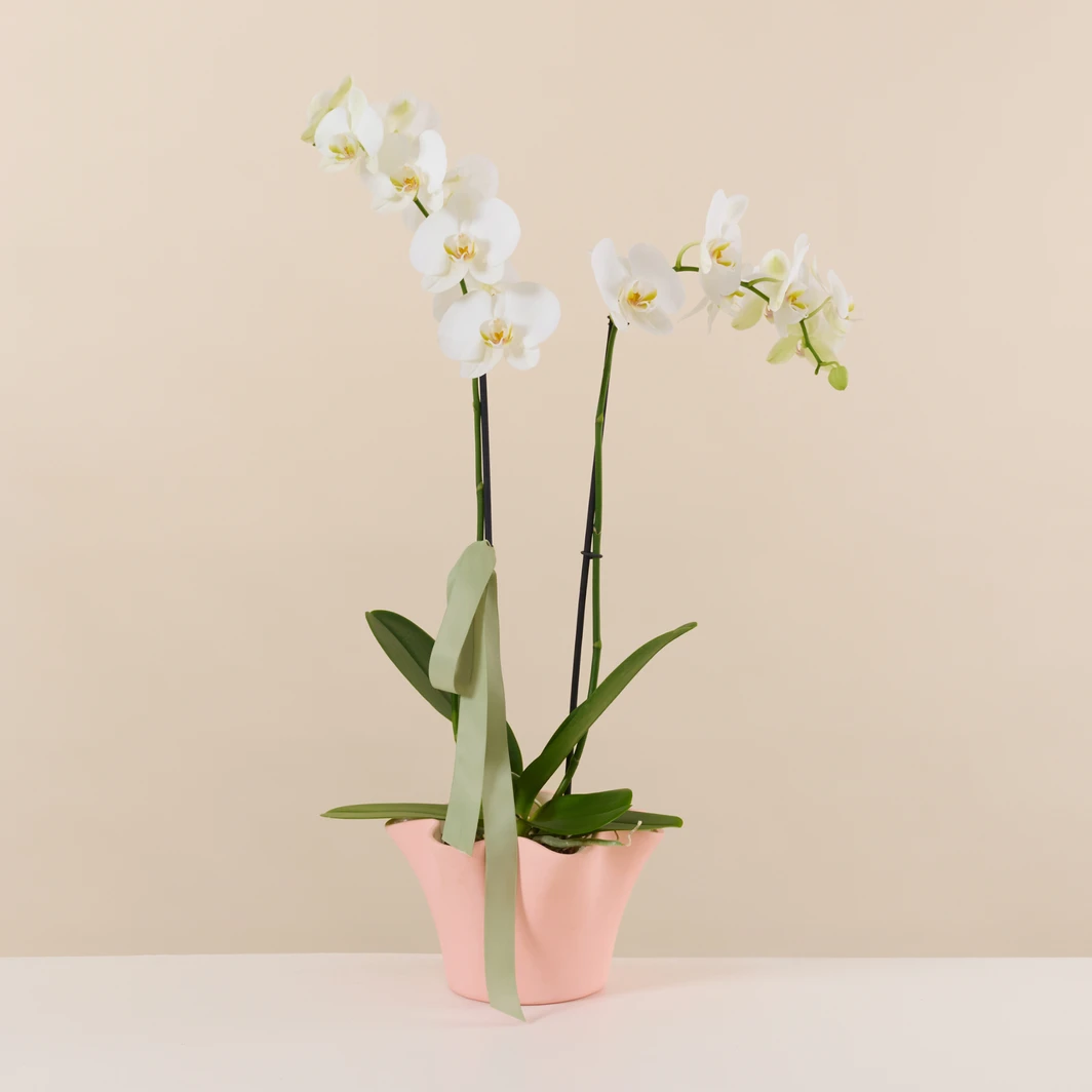 Orquídea Blanca en Base Rosa 26844