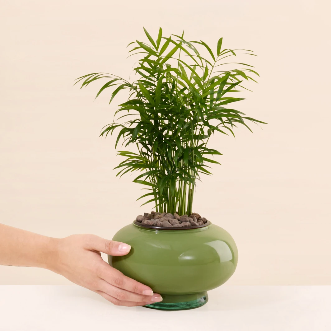Palma Camedor en Base Vidrio Verde 26935