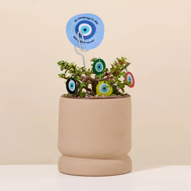 Planta de la Buena Vibra 27128