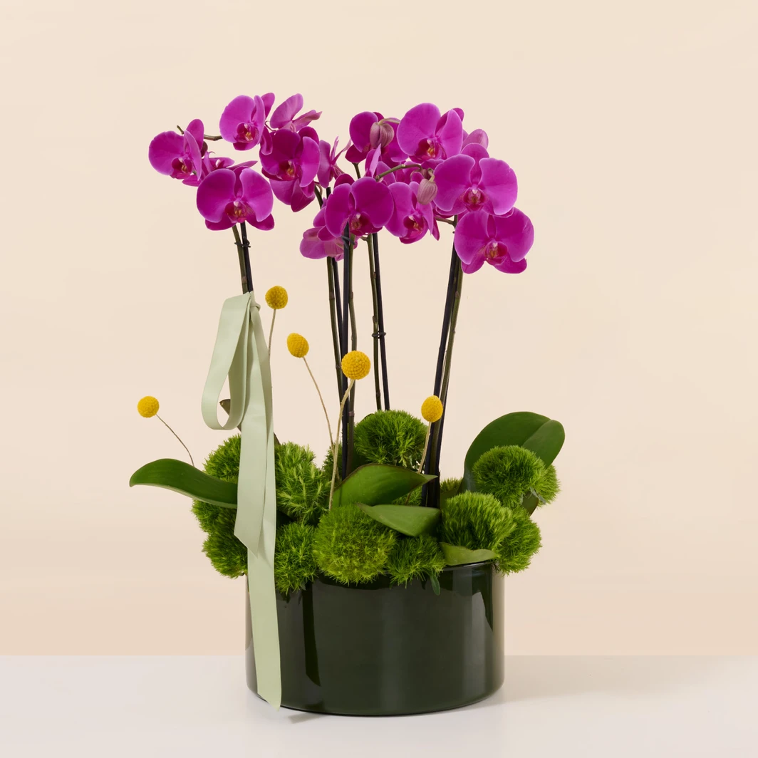Jardín Secreto con Orquídea Magenta 27302
