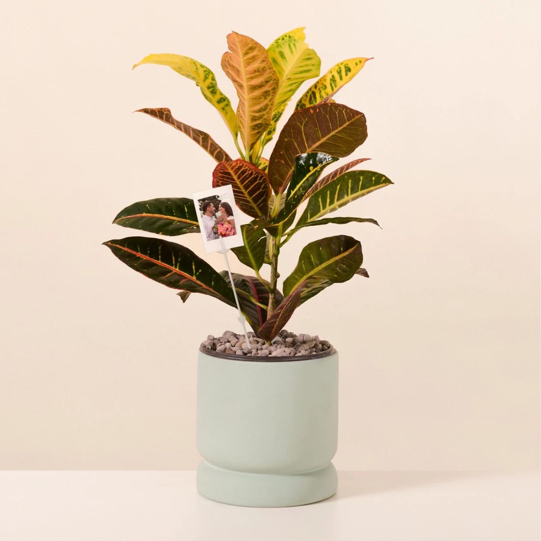 Personaliza Planta de la Buena Energía con Polaroid 27356