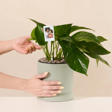 Personaliza Planta de la Fortaleza con Polaroid 27357