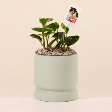 Personaliza Planta del Éxito con Polaroid 27359