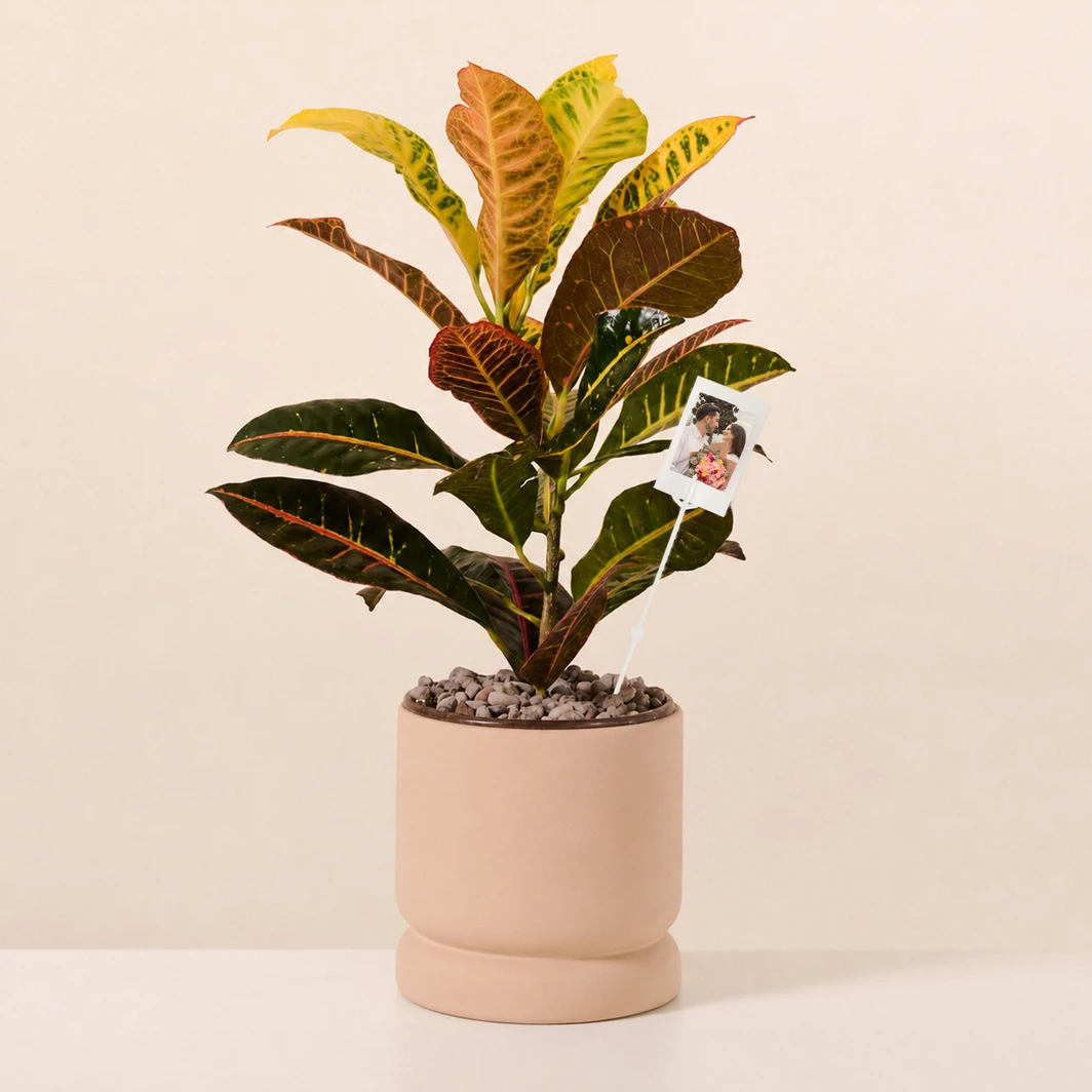 Personaliza Planta de la Buena Energía con Polaroid 27360