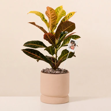 Personaliza Planta de la Buena Energía con Polaroid 27360