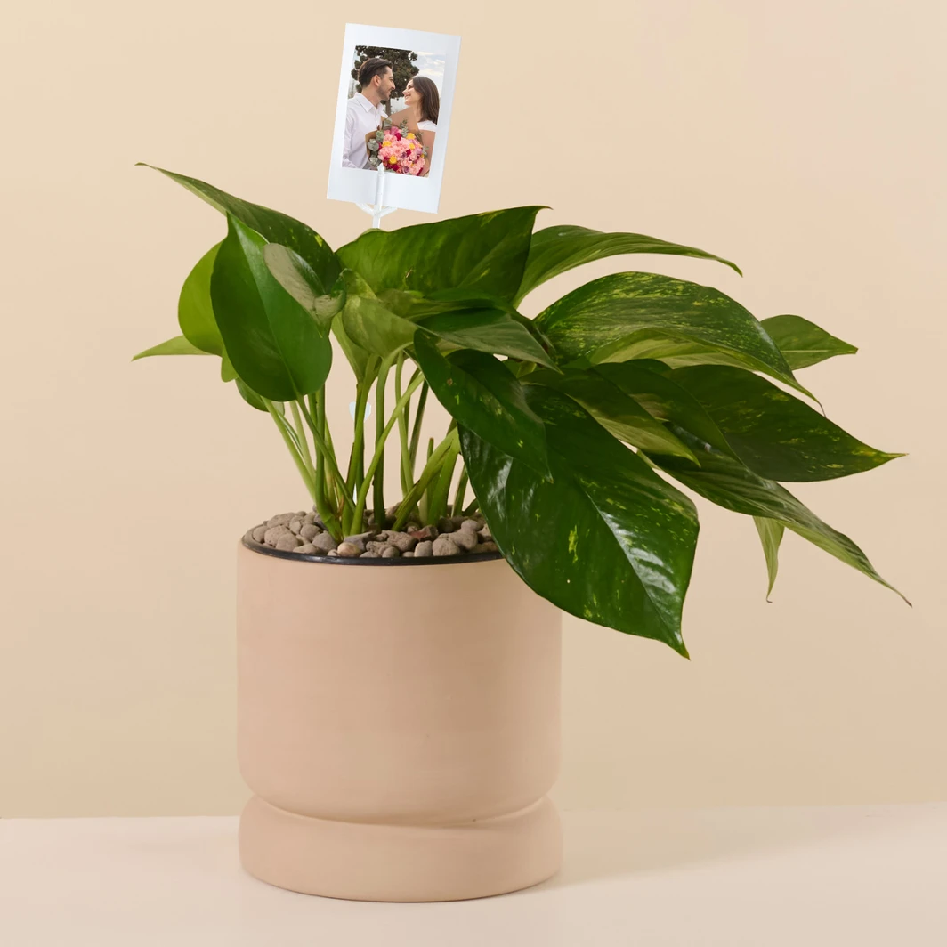 Personaliza Planta de la Fortaleza con Polaroid 27361