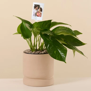 Personaliza Planta de la Fortaleza con Polaroid 27361